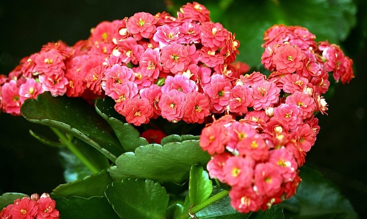 Каланхое Каландива — квітуче домашнє рослина з корисними властивостями